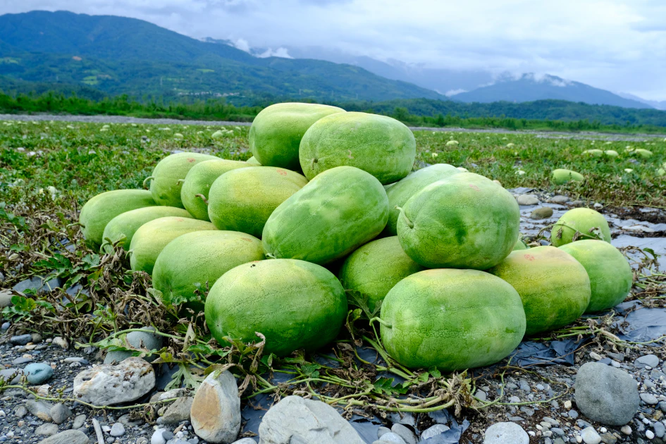 每一瓶「這瓶有瓜」都用了整整一斤的花蓮西瓜現榨釀製，承載對友善農法與在地小農的共好信念。
