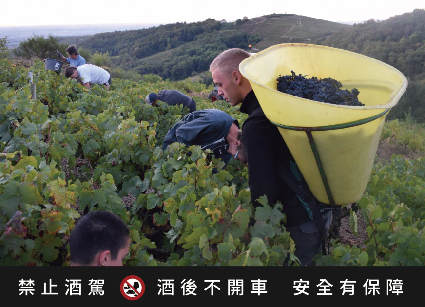 2025 年薄酒萊的採收季節，葡萄園工人肩挑滿載的 Gamay 葡萄，在初秋陽光下迎接新年份的誕生——這是屬於風土與人力的共同詩篇。